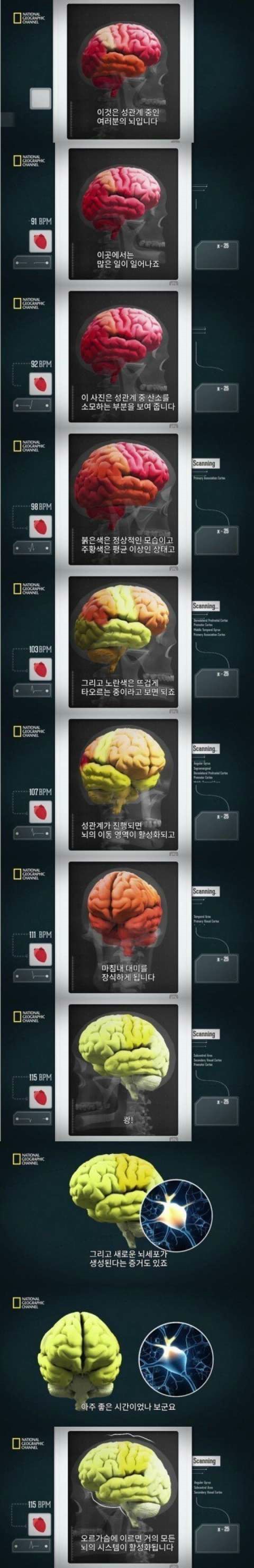 성관계와 뇌의 관계 | 인스티즈