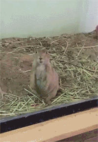 뿅가게하는 테크닉.gif | 인스티즈