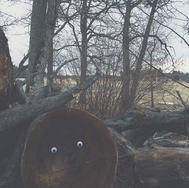 눈만 생겨도 귀여워 지는 세상 | 인스티즈