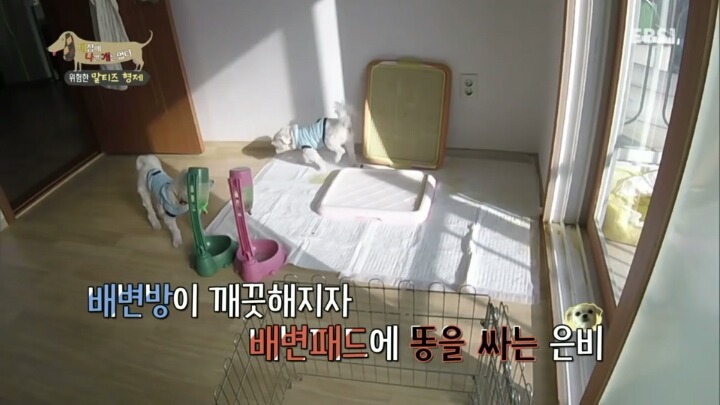 공격적인 반려견이 되는 이유 2부.jp | 인스티즈