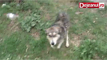 멍뭉이를 구해주었다.gif | 인스티즈