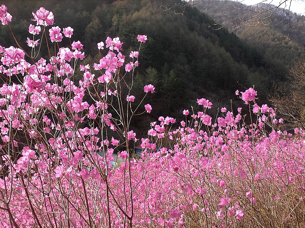 춘천여자고등학교 이미지