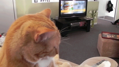 니가 사람이냥?.gif | 인스티즈