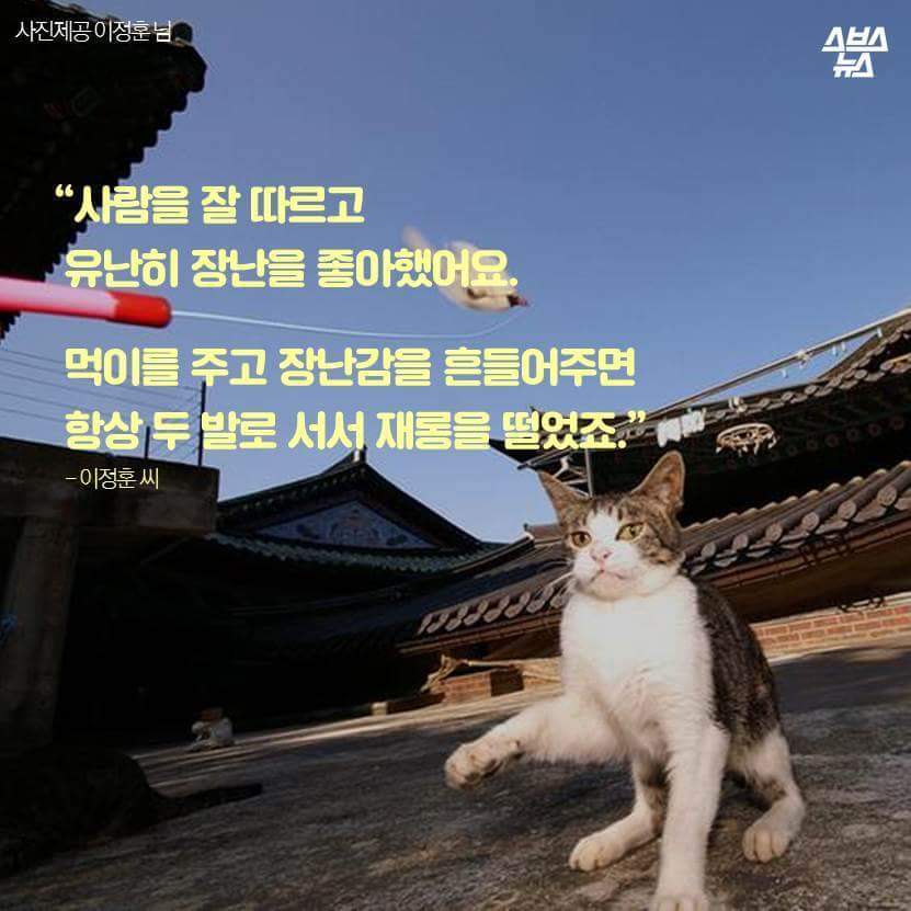 지구촌 짤 '냐옹이 썬더'의 비밀 | 인스티즈