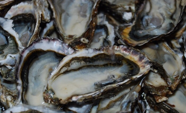 호불호 많이갈리는 해산물 | 인스티즈