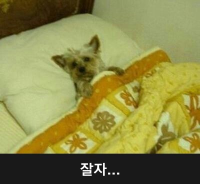 잘자 이미지