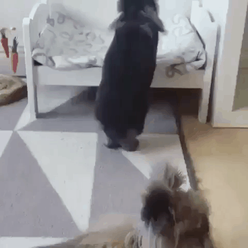 잠 자는 토끼.gif | 인스티즈