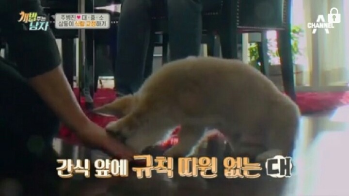 [개밥주는남자] 웰시코기 삼둥이 대중소 식탐고치기 (feat.갓형욱) | 인스티즈
