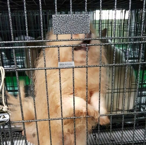 태어난지 얼마 안 된 새끼들과 어미견들이 많은 밀양보호소의 아이들을 구해주세요. 도와주세요 | 인스티즈