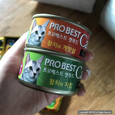 고양이 모시는 집사 종특 | 인스티즈