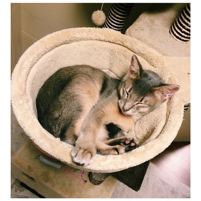 빅뱅 지디가 키우는 고양이 아이 | 인스티즈