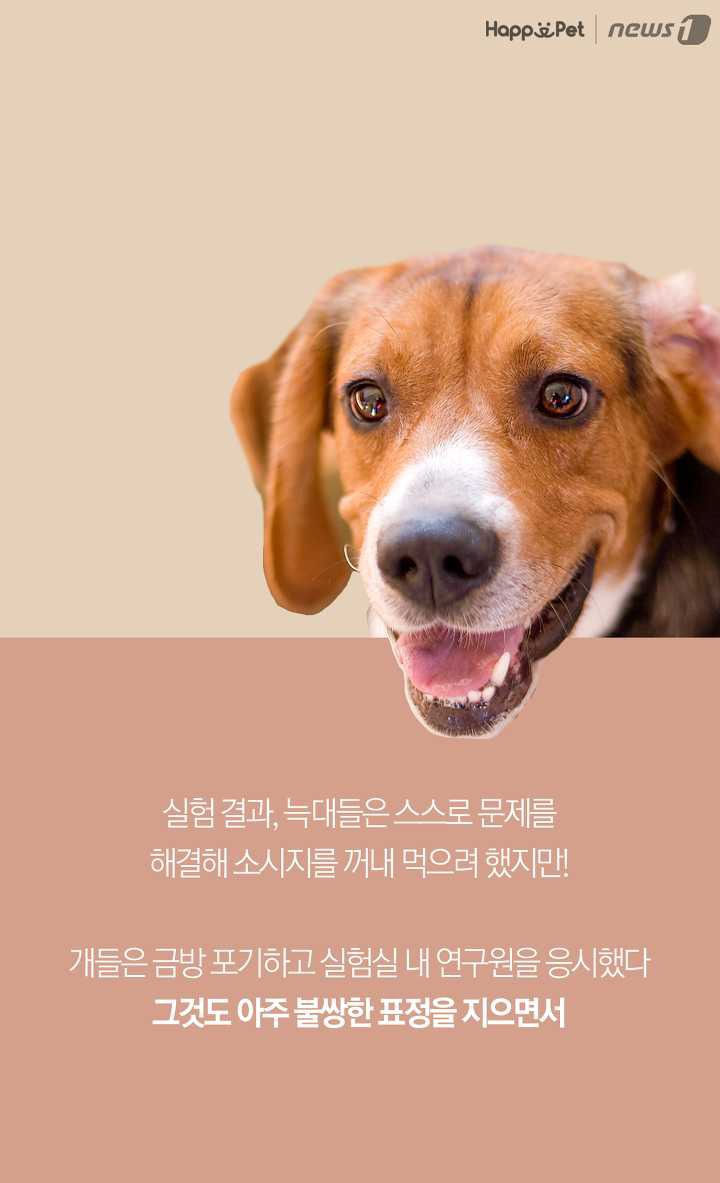 개들은 왜 처음보는 사람도 좋아할까? (이유충격) | 인스티즈