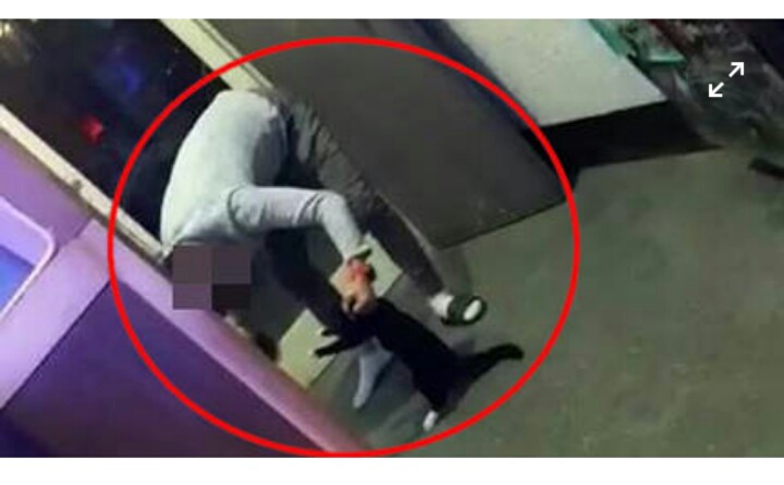 2개월간 고양이 학대해 신고했더니 훈방 조치로 끝? | 인스티즈