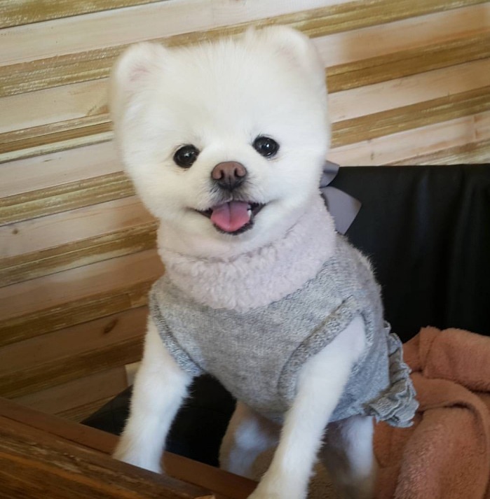 귀여운 마카롱 | 인스티즈
