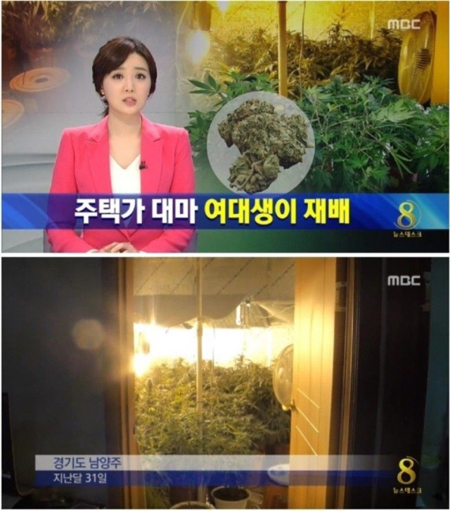 대마초 여대생이 재배.jpg | 인스티즈