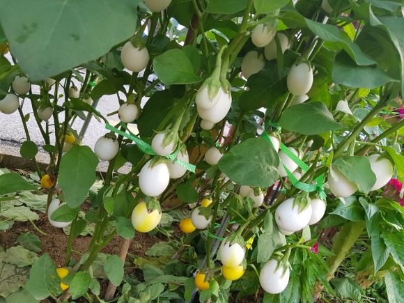 화초방 이미지