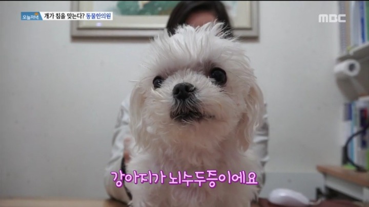 강아지 한의원.jpg | 인스티즈