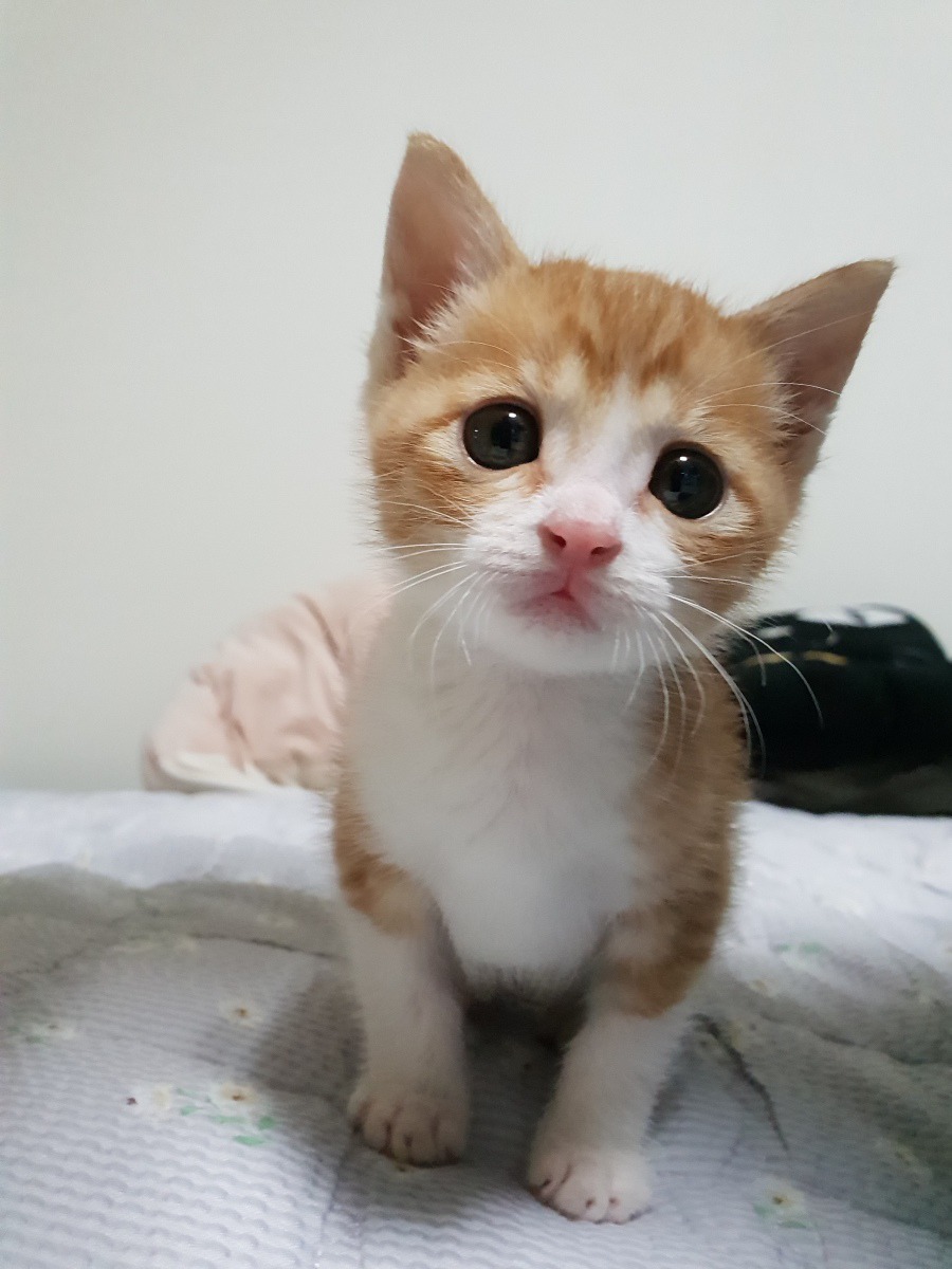 구조한 고양이 입양했습니다. jpg | 인스티즈