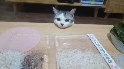 고양이앞에서 회먹기 | 인스티즈