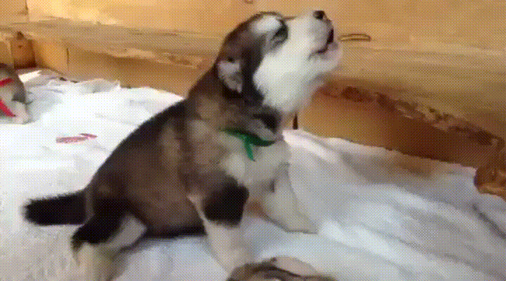 강아지 하울링.gif | 인스티즈