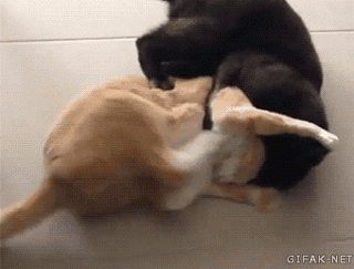 물리엔진에 오류난 생물.gif | 인스티즈
