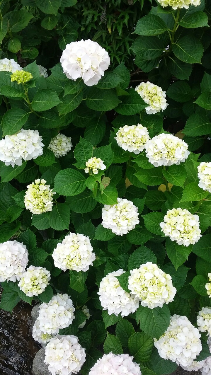 석수사 이미지