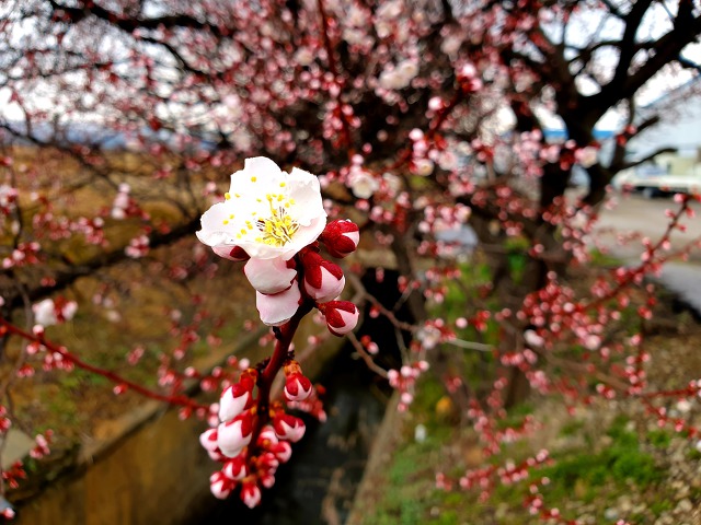 993C19375C9F0ED21A296B