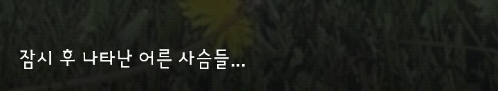 다리 다친 아기사슴을 구해주면 생기는 일 | 인스티즈