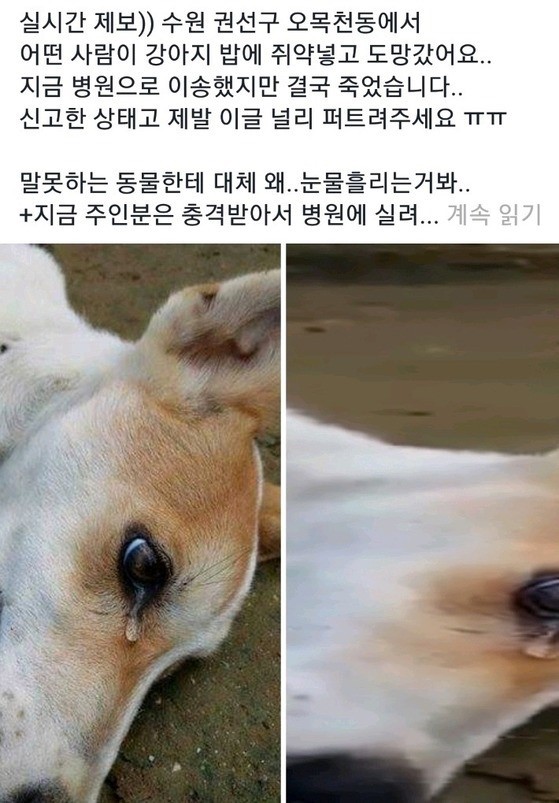 강아지 밥에 쥐약 넣고 도망간 천하의 .....jpg | 인스티즈