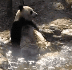 팬더 🐼 목욕하는 게시물 | 인스티즈