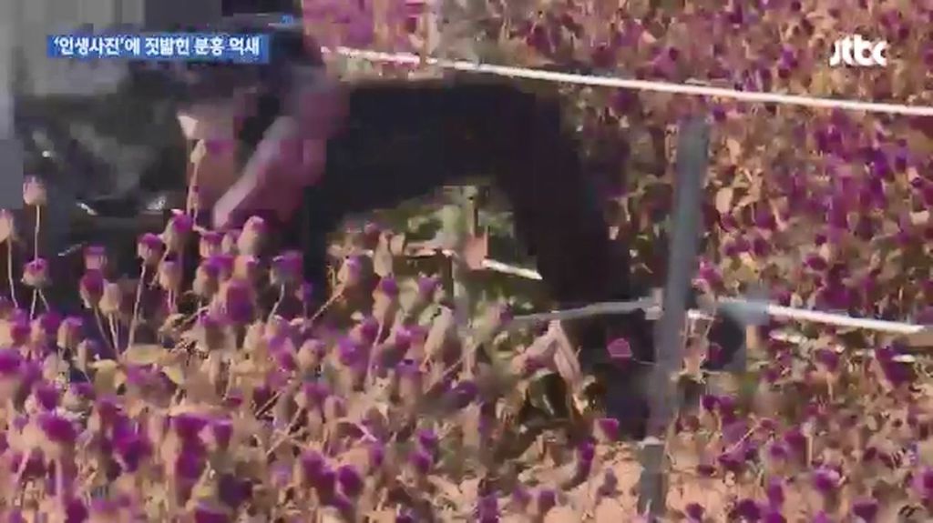 인생사진에 짓밟힌 분홍 억새.jpg | 인스티즈