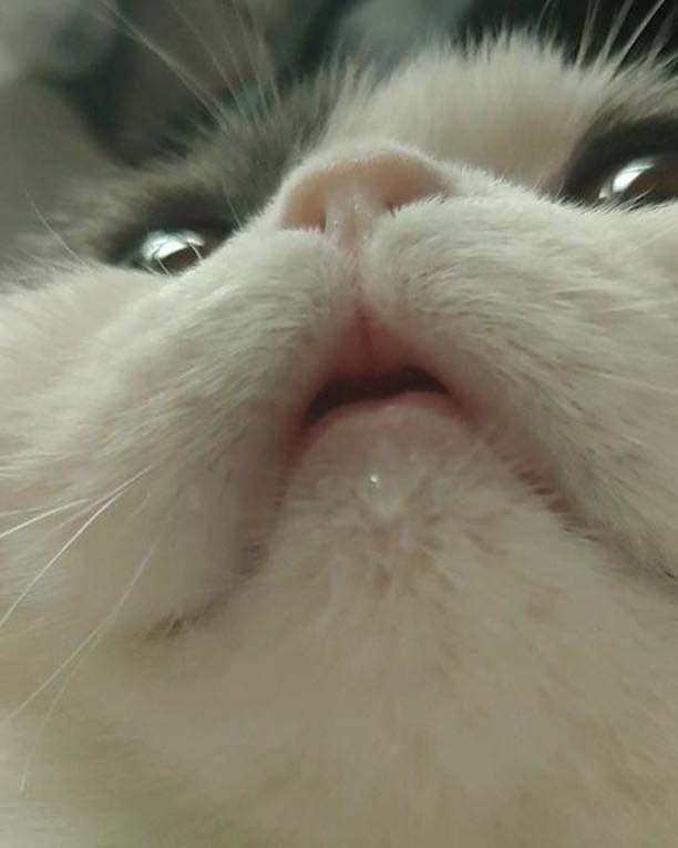 물만 먹으면 티를 내는 고양이.jpg | 인스티즈