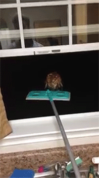 집 안에 부엉이가 들어왔을 때 대처법.gif | 인스티즈