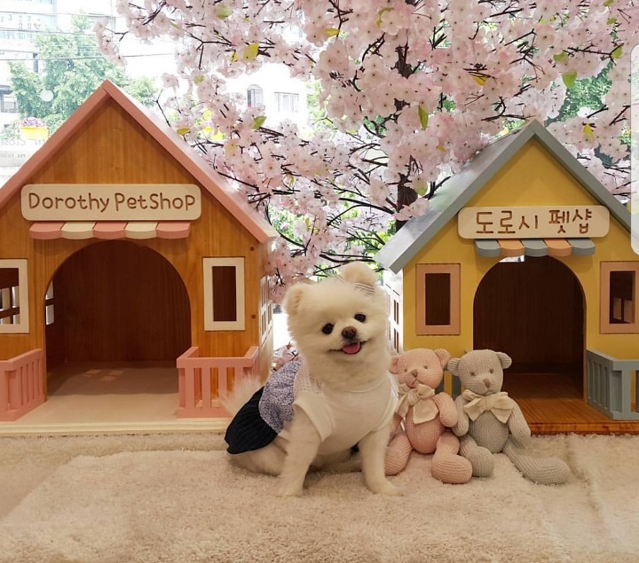 생일상 호불호 | 인스티즈