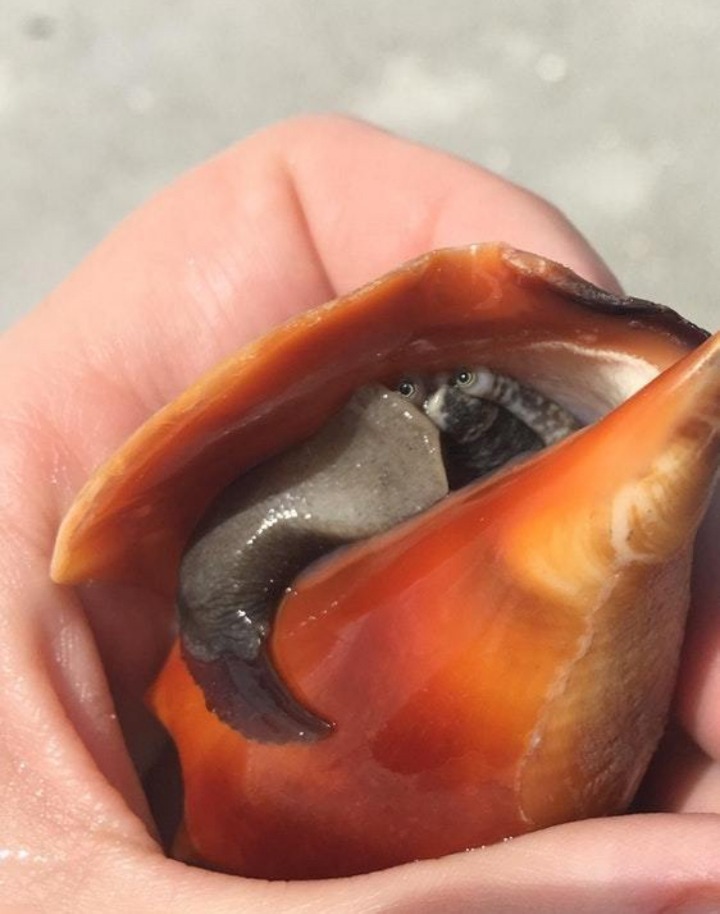 소라고둥의 눈 | 인스티즈