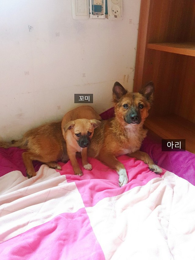 사설 유기견 보호소에 철거 명령이 떨어졌습니다ㅠㅠ관심부탁드려요!! (입양홍보) | 인스티즈