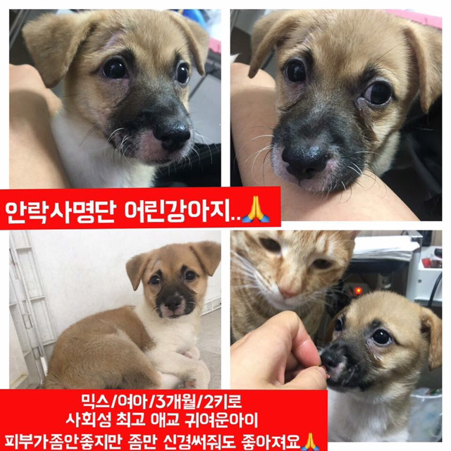 안락사명단 아이들 보고가줘ㅠㅠ 엄청많아.. | 인스티즈