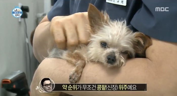 [나혼자산다] 전현무와 17살 반려견 또또 이야기.jpg | 인스티즈