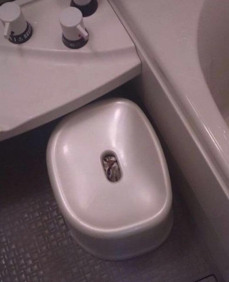 목욕하기 싫은 고양이 | 인스티즈