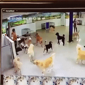 인간이 넘어지는 걸 본 강아지들.GIF | 인스티즈