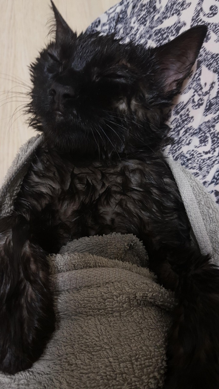 디씨에서 귀여움만으로 힛갤간 고양이 | 인스티즈