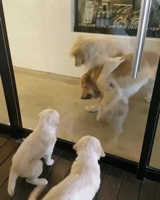애는 어른 보고 배운다.gif | 인스티즈