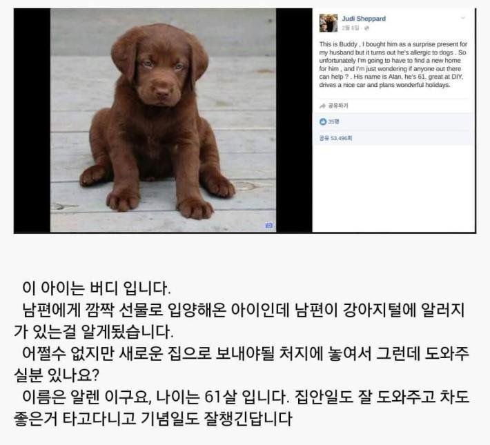 남편 털알러지 때문에 어쩔수없이분양보내야 할것 같아요. jpg | 인스티즈