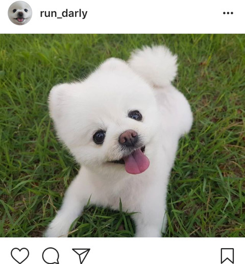 알고보니 이 구역 쎈캐였던 SNS 스타 달리 주인 | 인스티즈