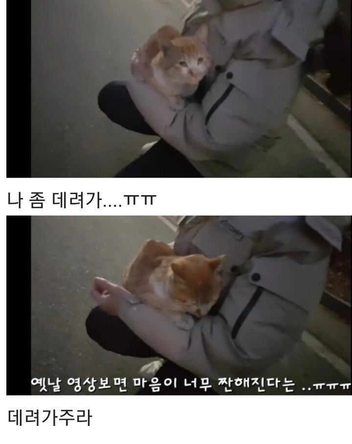 영하 10도의 바깥이 너무 추웠던 냥이 | 인스티즈