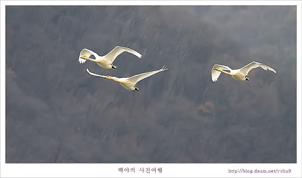 고니 이미지