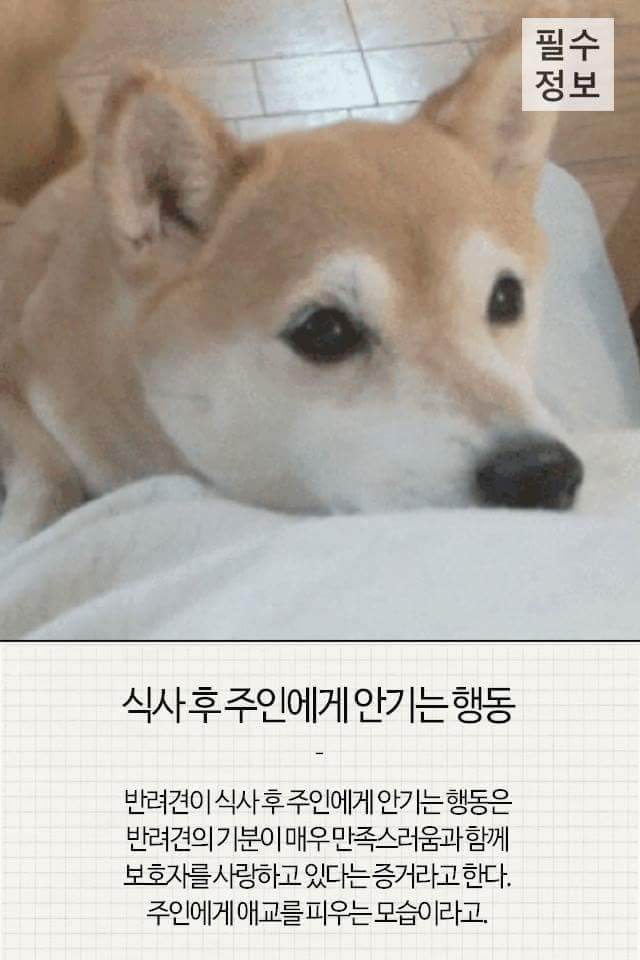 반려견이 기분 좋을때 하는 행동 | 인스티즈
