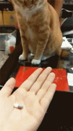 고양이 알약 먹이는 방법.gif | 인스티즈