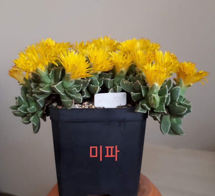 미파 이미지
