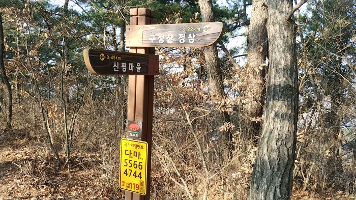 능선 소나무 숲 이미지